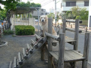 20130506162212DSC08634s寂しそうなリボン