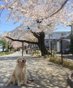 image花見1りぼんと花見ｓ